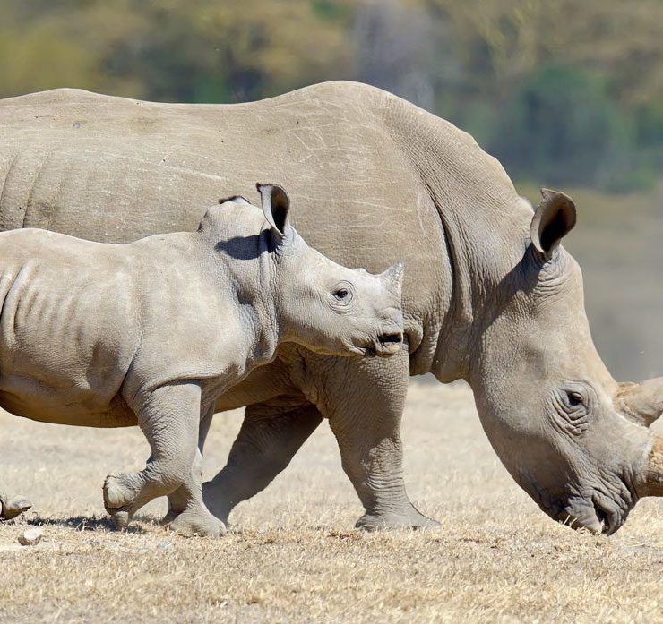 Maputo: A New National Park in Mozambique • 360 Mozambique