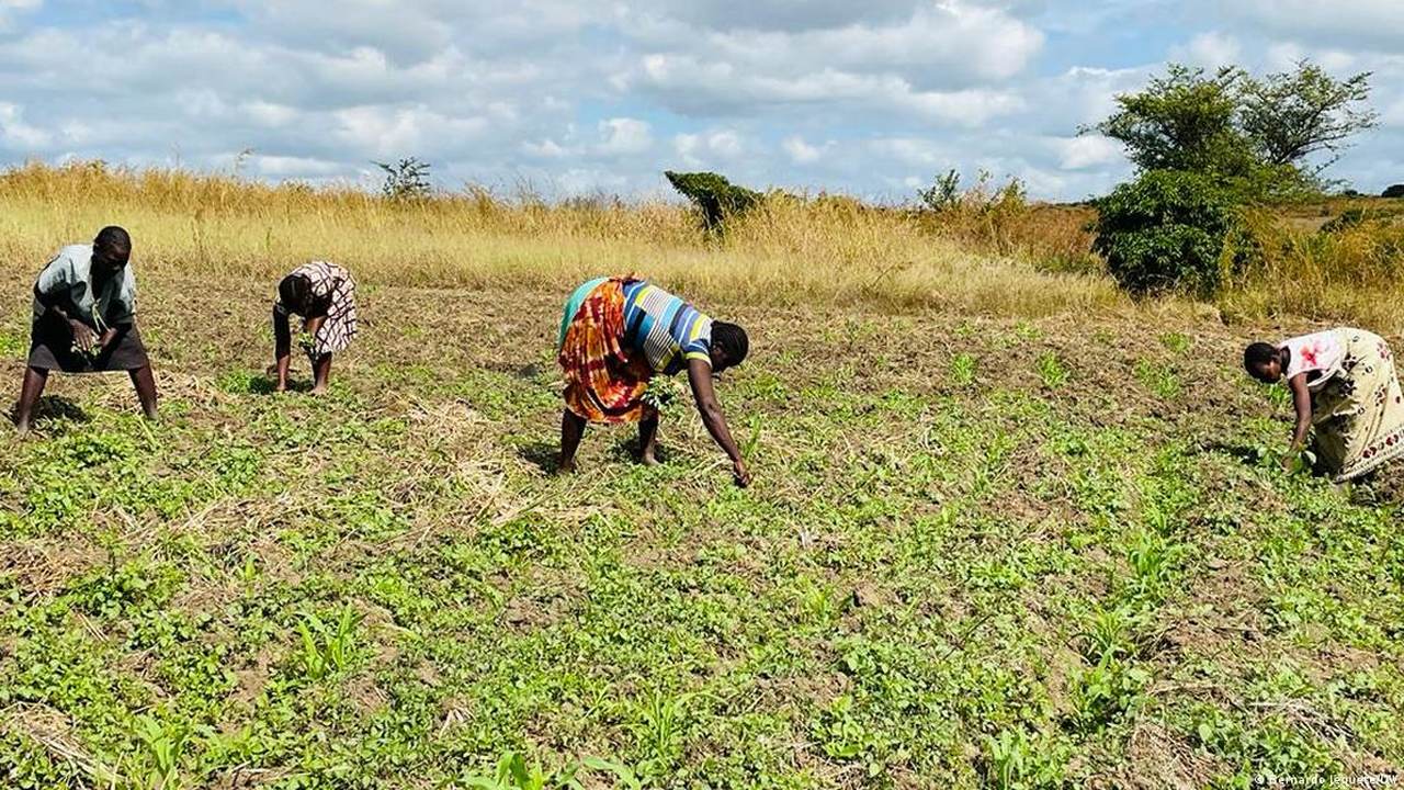 Mozambique Takes Steps to Fight Malnutrition • 360 Mozambique