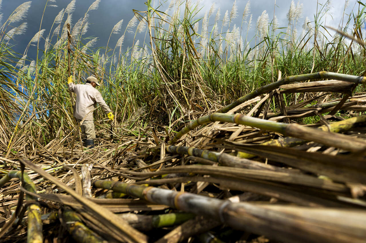 APAMO Sugar Production Could Reach 20,20 Tonnes • 20 Mozambique