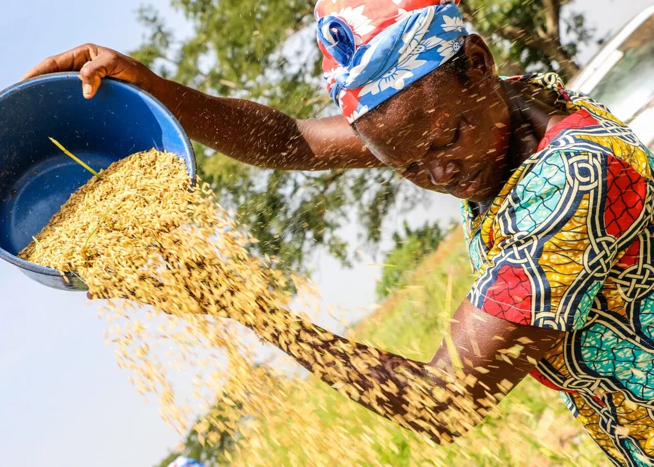 Mozambique Is Among 5 African Countries Projected for High Rice Imports ...